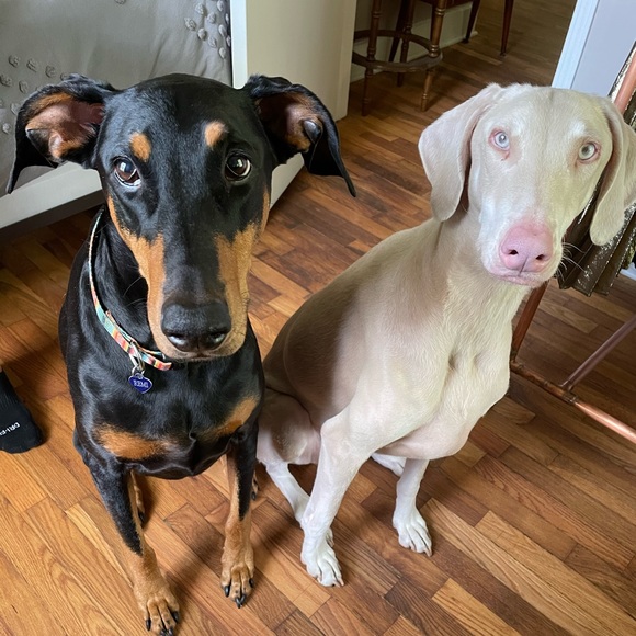 Meet your Posher, Michele - Picture 3 of 3